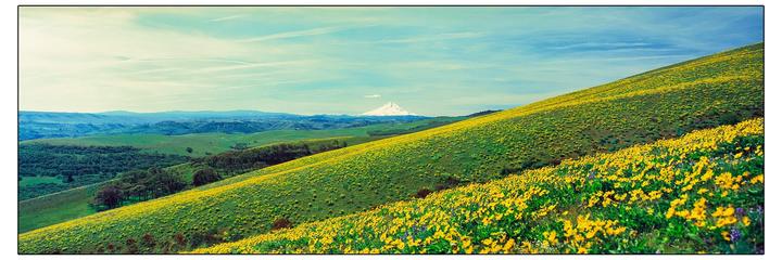 A panoramic landscape shows a hillside covered in yellow wildflowers with a snow-capped mountain in the distance under a blue sky.