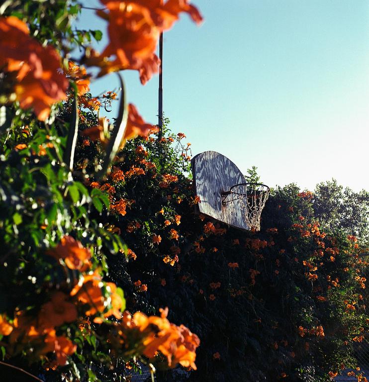 A basketball hoop is surrounded by green foliage and orange flowers under a clear sky.