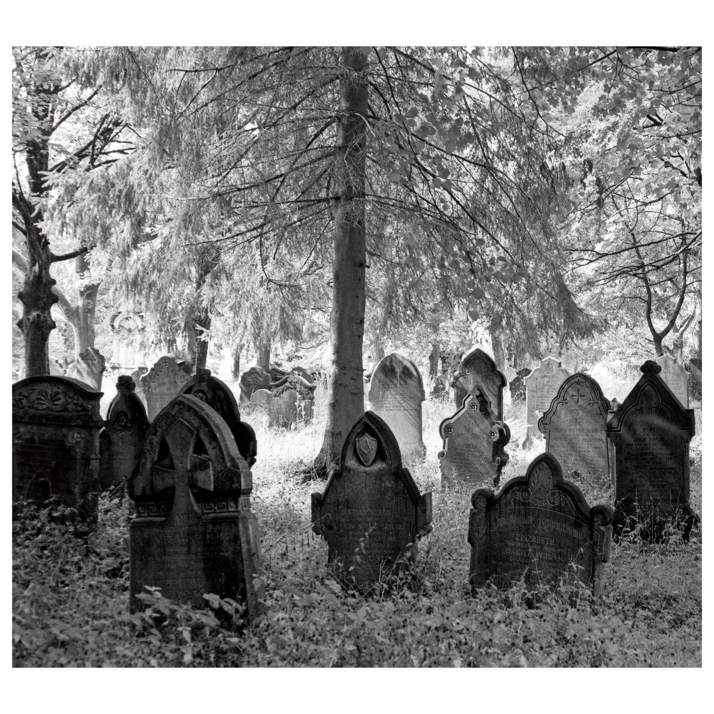 A black and white image shows a cemetery with many old gravestones and trees.