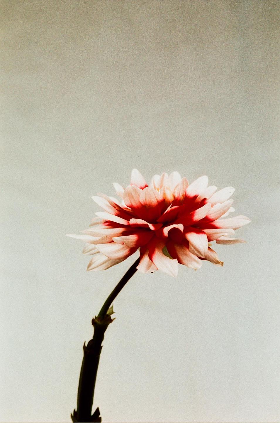 A single dahlia with white petals and a red center is shown against a plain background.