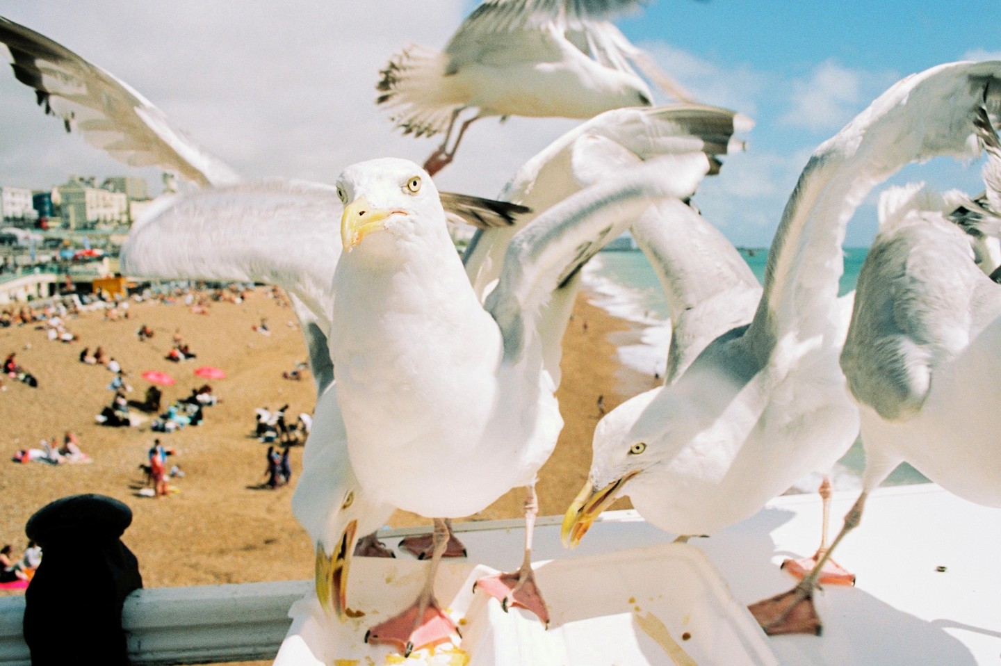 Several seagulls are gathered on a white surface, with one looking directly at the viewer, and a crowded beach is visible in the background.