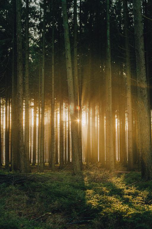 Sunlight streams through a dense forest of tall trees, illuminating the undergrowth.