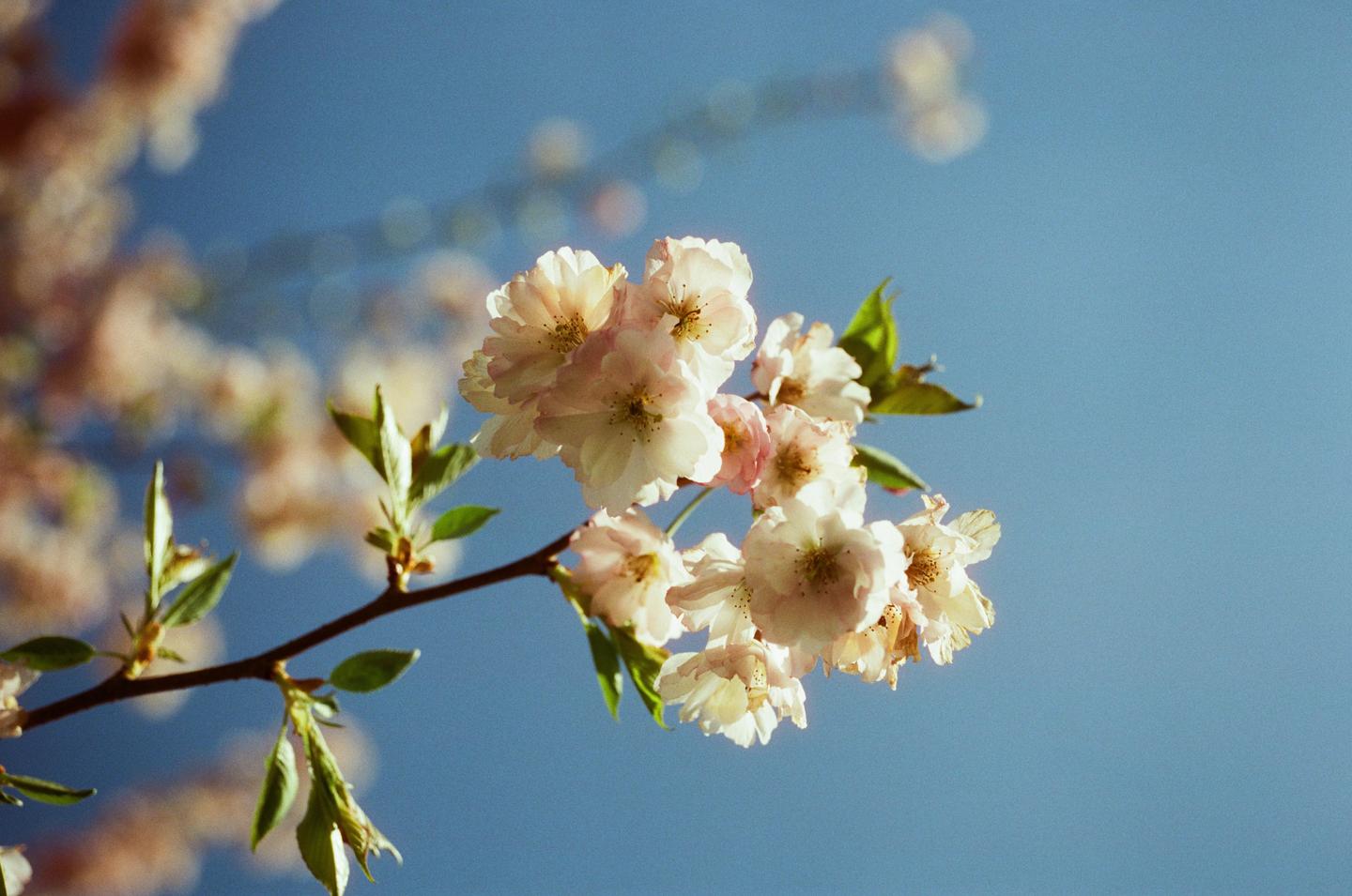 A branch with light pink blossoms and green leaves is set against a clear blue sky.