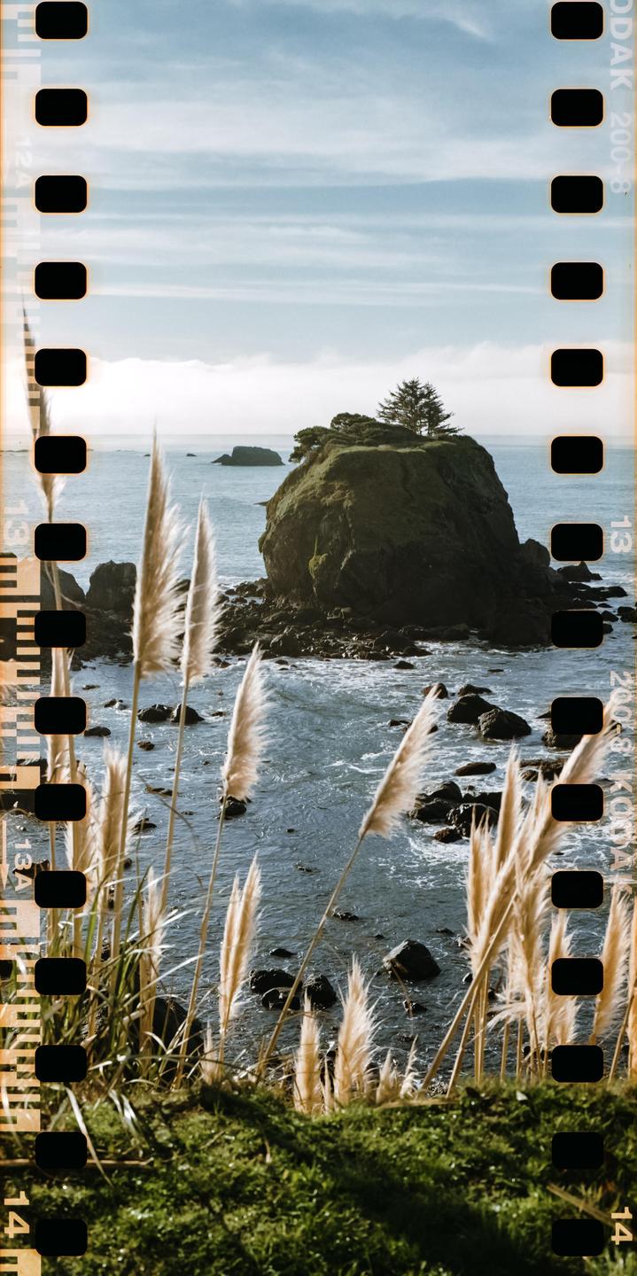 Pampas grass grows on a grassy cliff overlooking a rocky coastline with a large rock formation in the water.