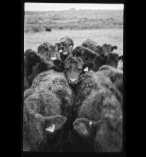 A herd of cows stands in a field, with one cow looking directly at the viewer.