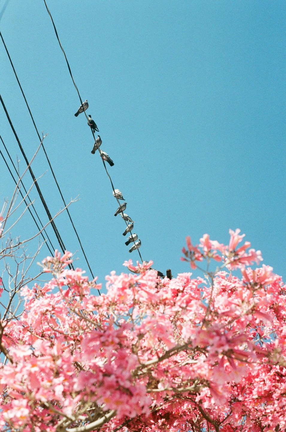 A line of pigeons sits on a power line above a blooming pink tree.