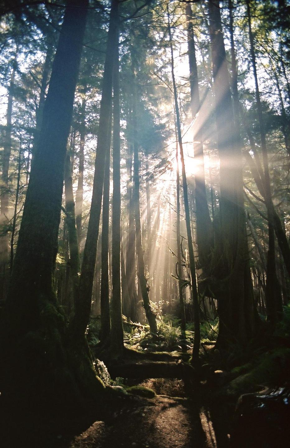 Sunlight streams through tall trees in a forest, illuminating a path on the ground.