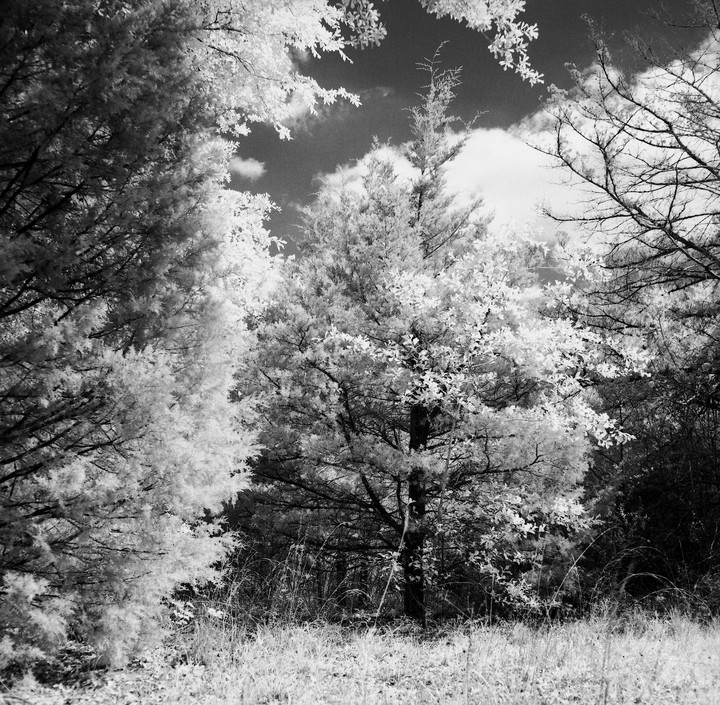 A forest clearing is surrounded by trees with bright foliage under a cloudy sky.