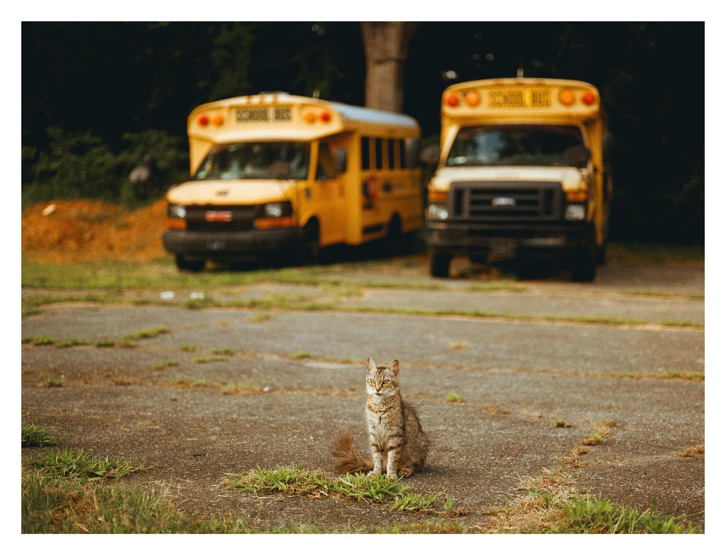 A tabby cat sits on an asphalt surface with two yellow school buses parked in the background.