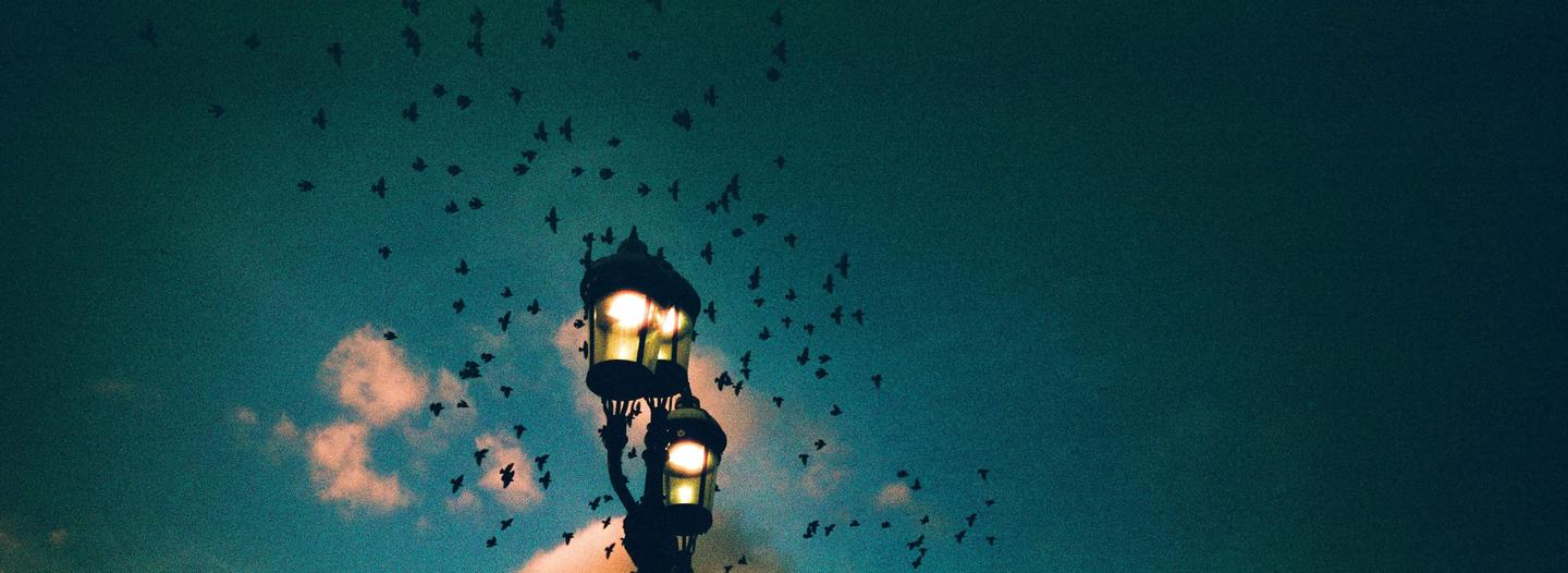 A flock of birds flies around a lit streetlamp against a dark blue sky with some clouds.