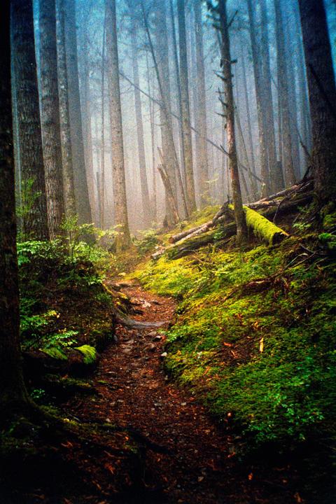 A narrow dirt path winds through a dense, misty forest with tall trees and moss-covered ground.