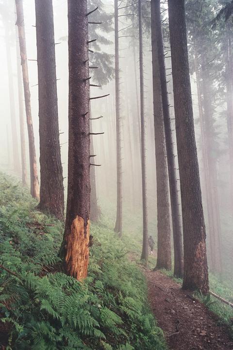 A person walks along a path through a foggy forest with tall trees and ferns.