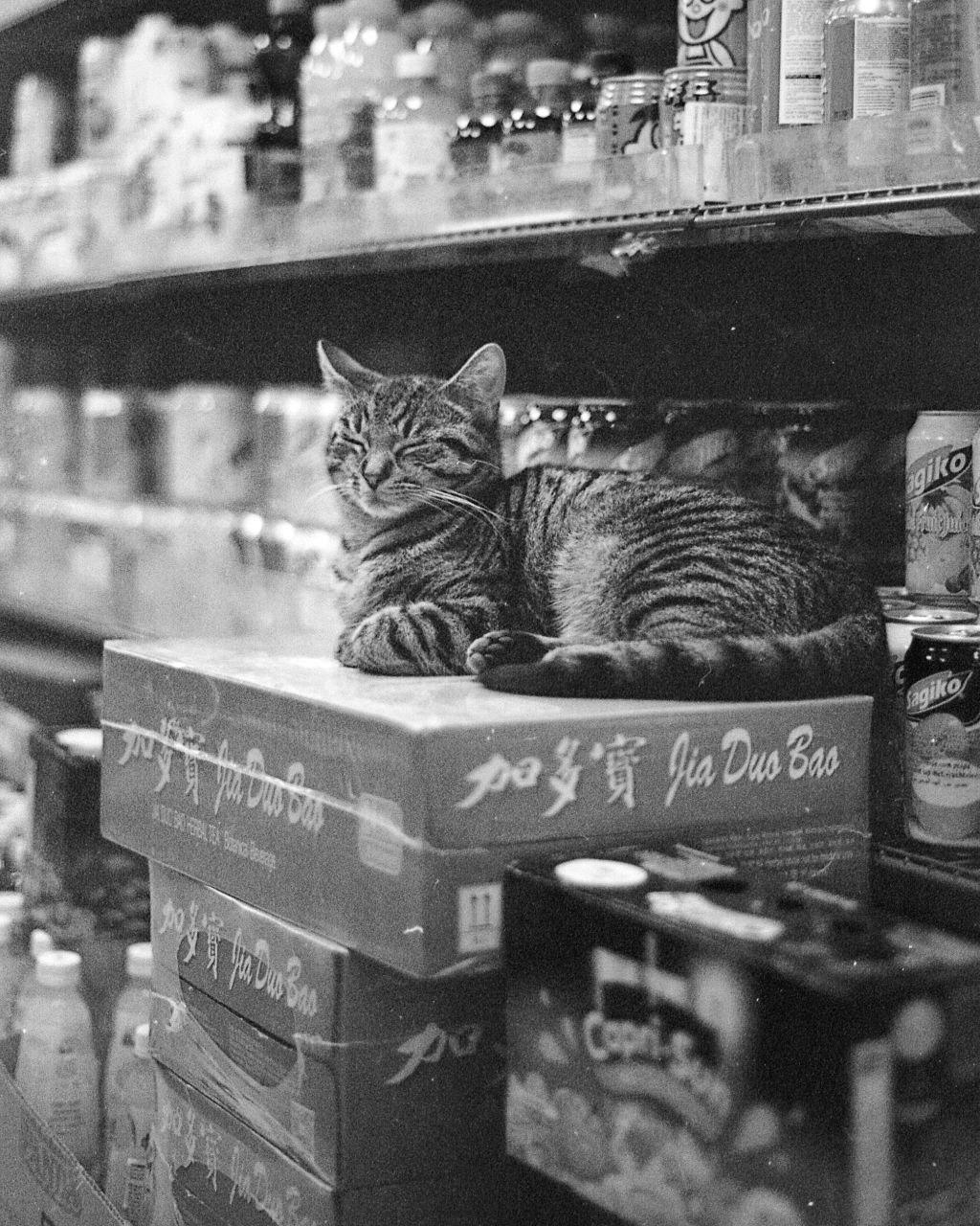 A tabby cat with closed eyes rests on a stack of boxes in a store aisle.