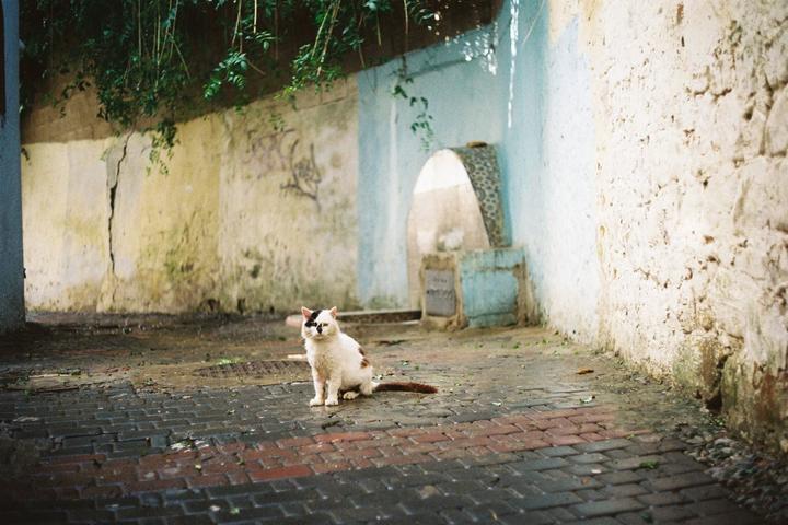 A white cat with black markings sits on a wet brick street in an alleyway.