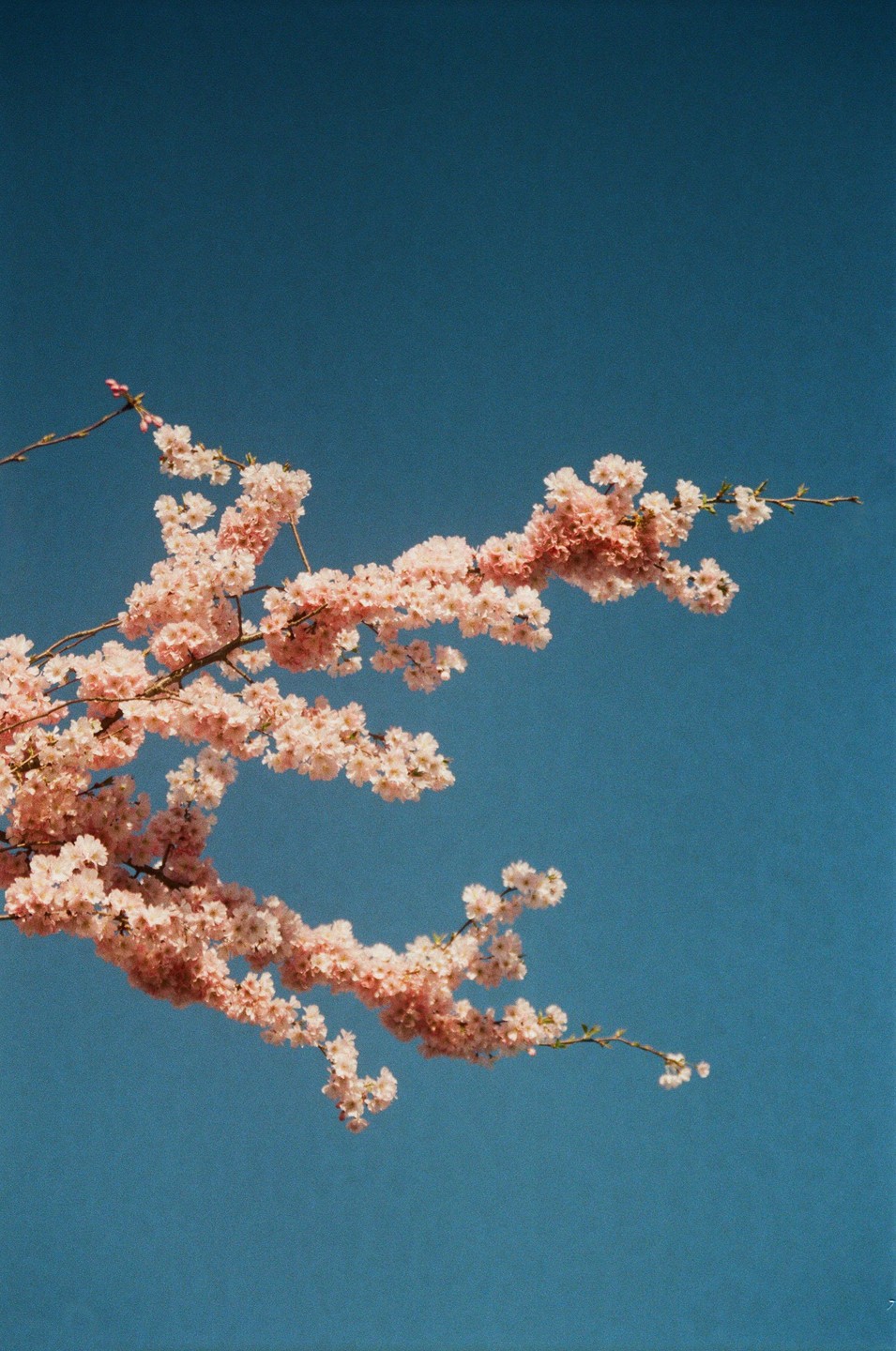A branch of pink blossoms extends across a clear blue sky.