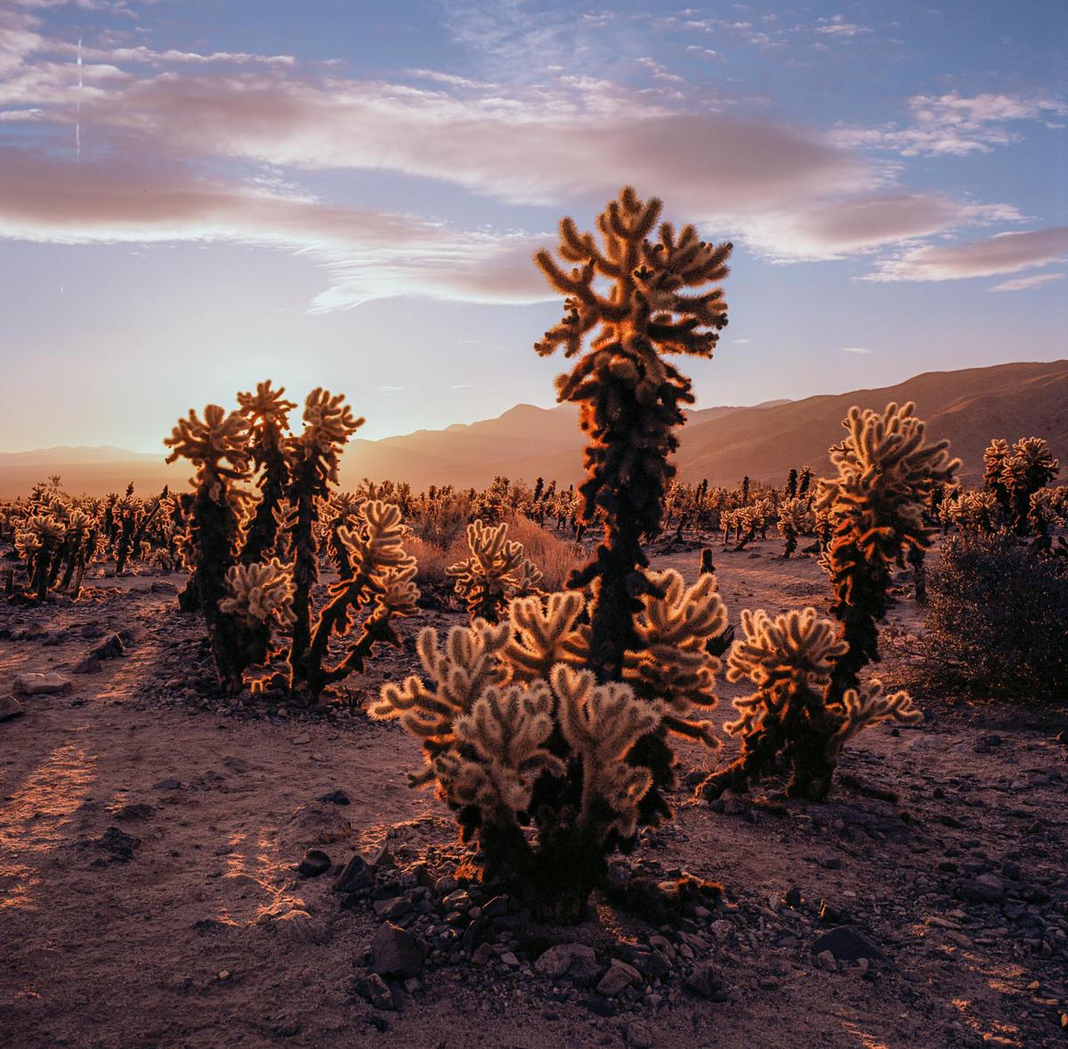 The sun rises over a desert landscape filled with cholla cacti and mountains in the distance.