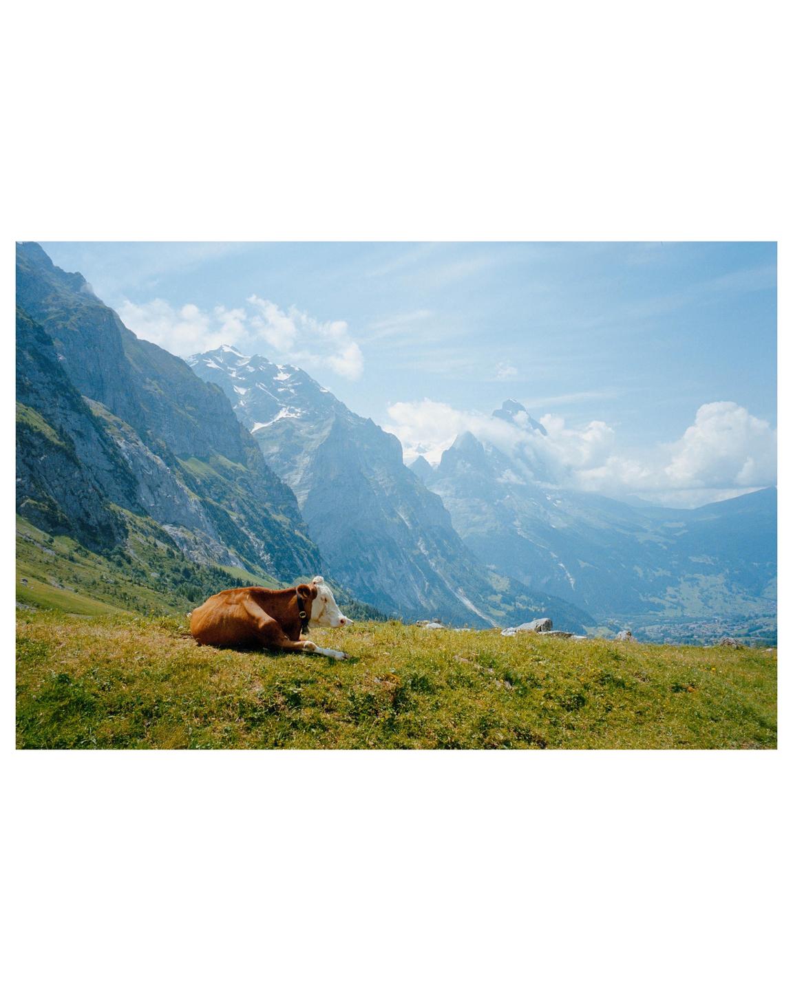A brown and white cow rests on a grassy hill with a mountain range in the background.