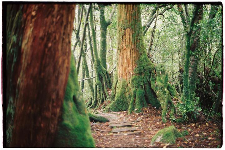 A path of wooden steps leads through a forest with moss-covered tree trunks and roots.