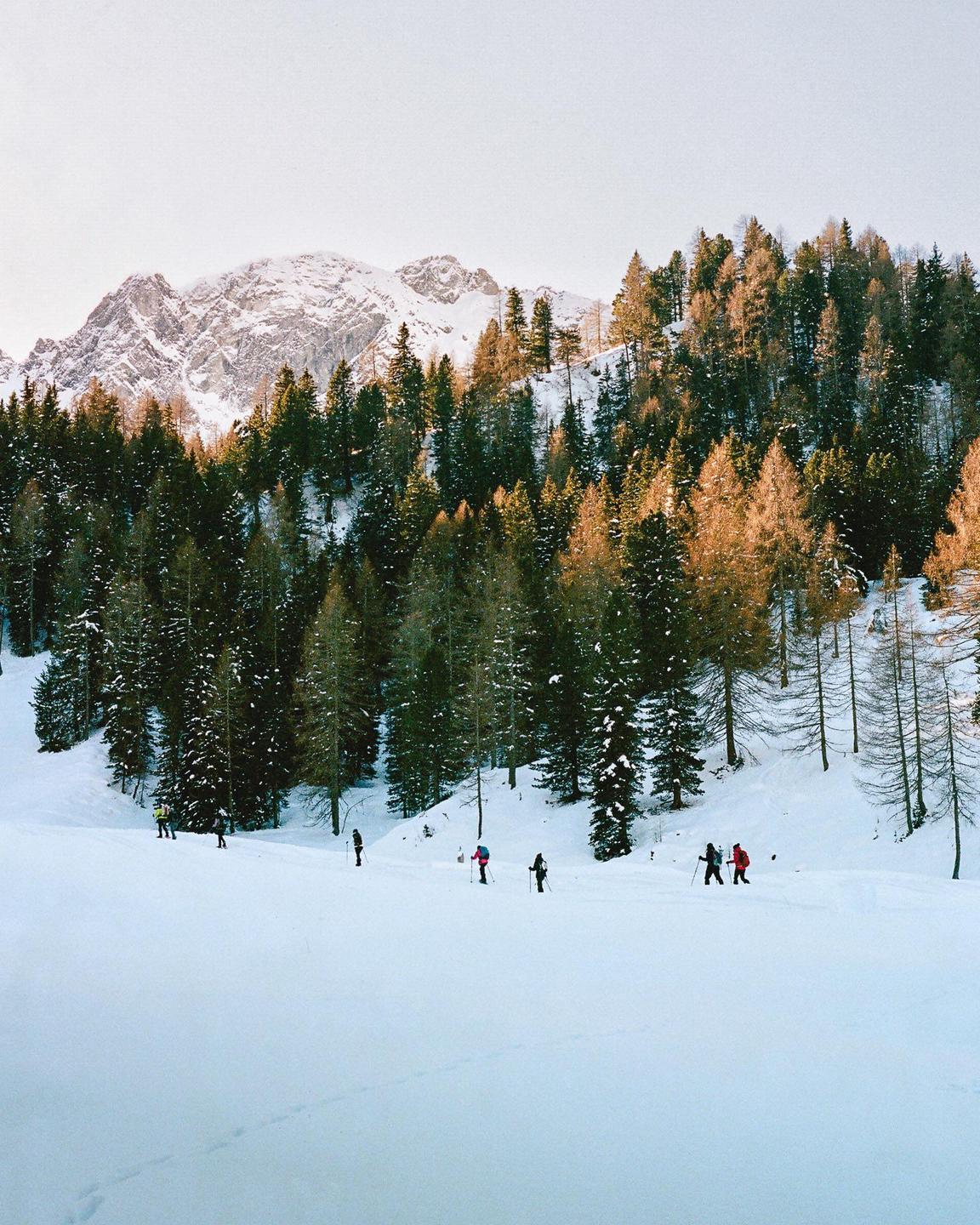 A group of people ski touring in a snowy mountain landscape with a forest and a snow-covered peak in the background.