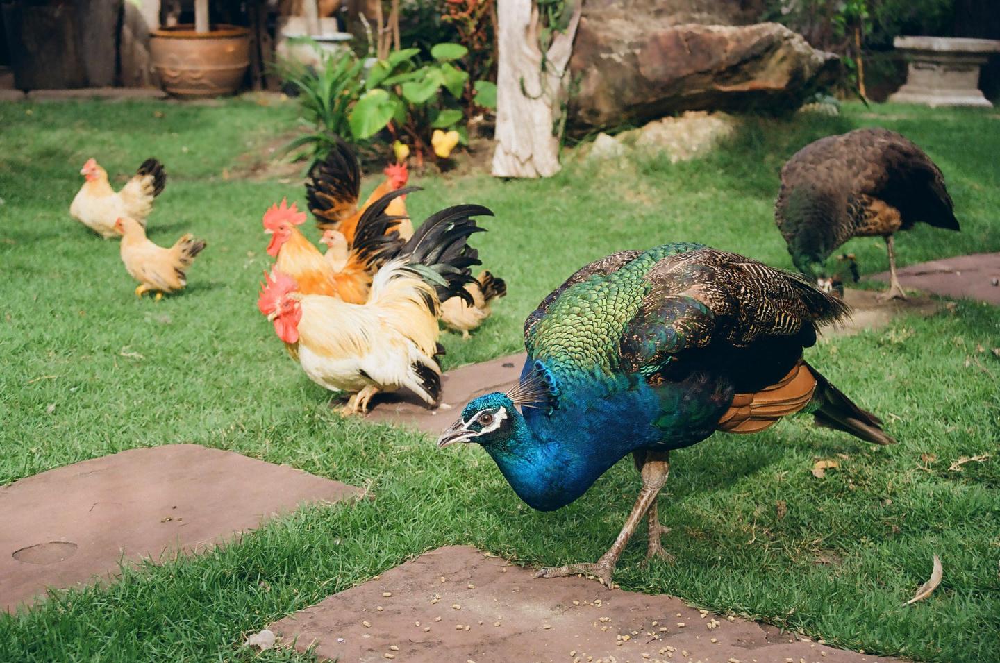 A peacock and several chickens are on a grassy lawn with stepping stones.