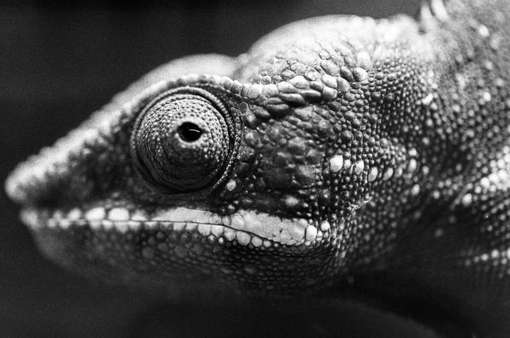 A close-up, black and white shot shows the textured skin and eye of a chameleon.