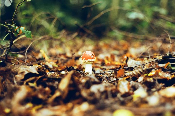 A single red and white mushroom grows among fallen autumn leaves on the forest floor.