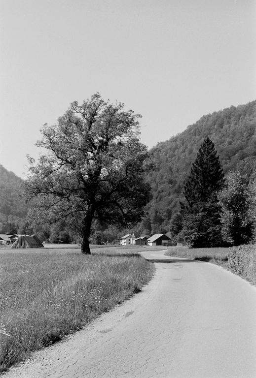 A winding road leads past a large tree and a field towards a cluster of buildings at the base of a forested mountain.