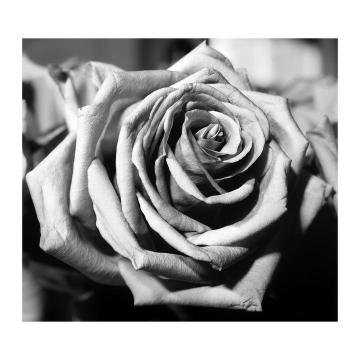 A single rose is shown in black and white, with its petals unfurling towards the center.