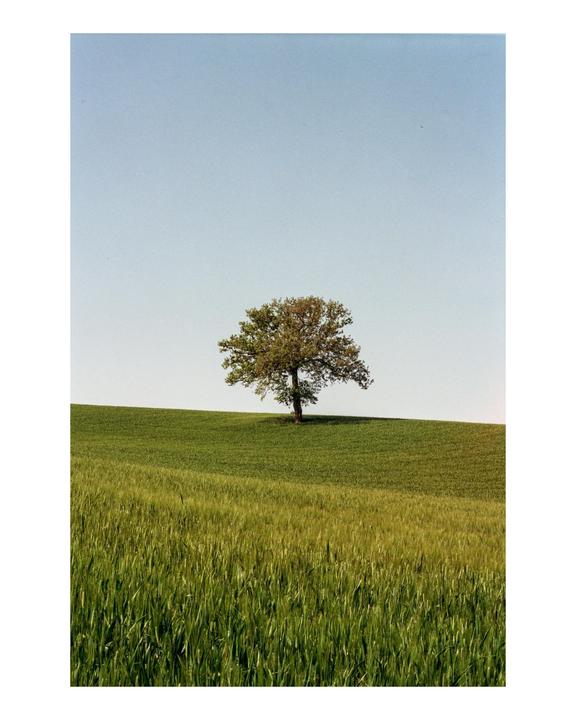 A single tree stands on a green hill under a clear sky.