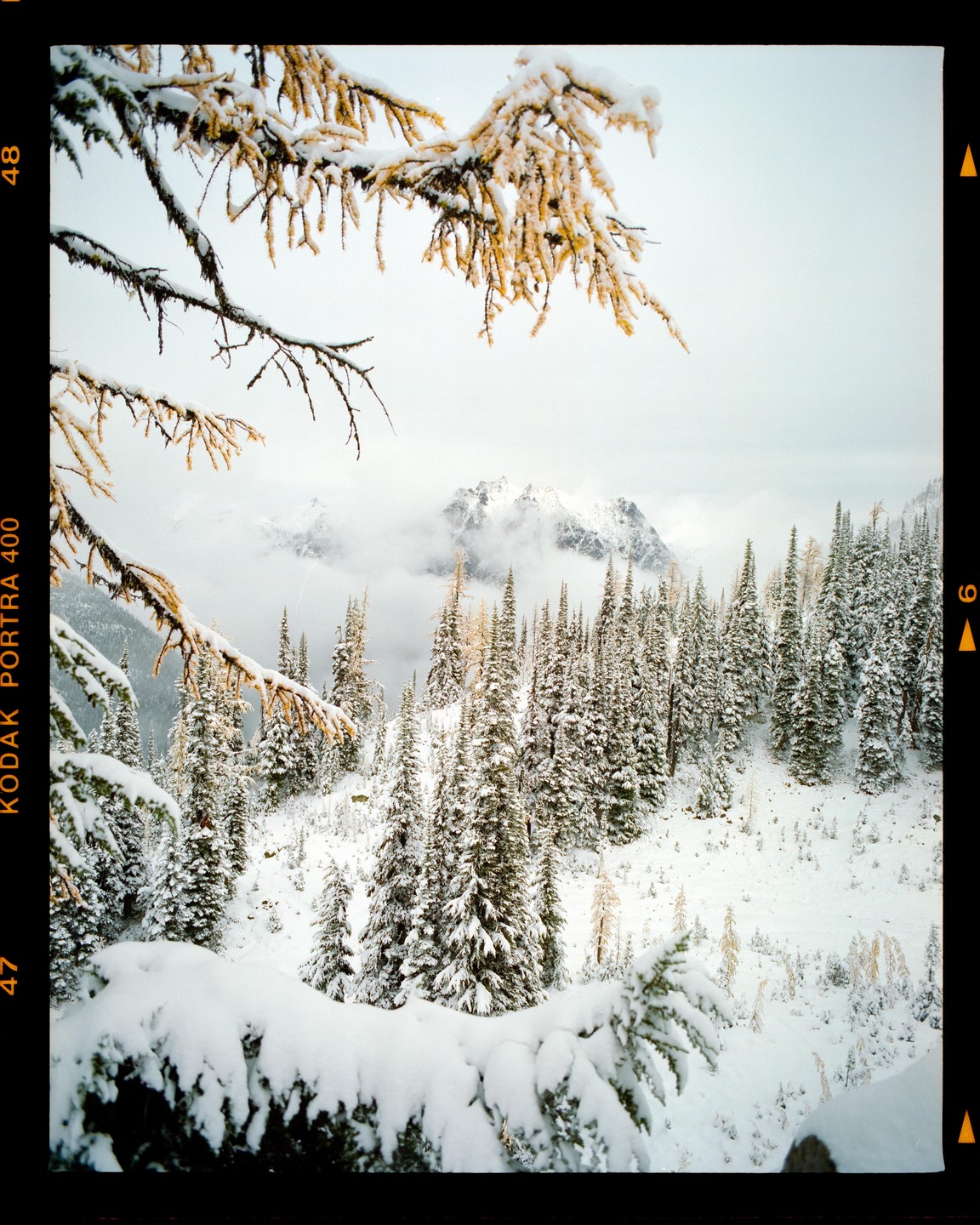 A snow-covered forest with mountains in the background is framed by a branch with golden foliage.