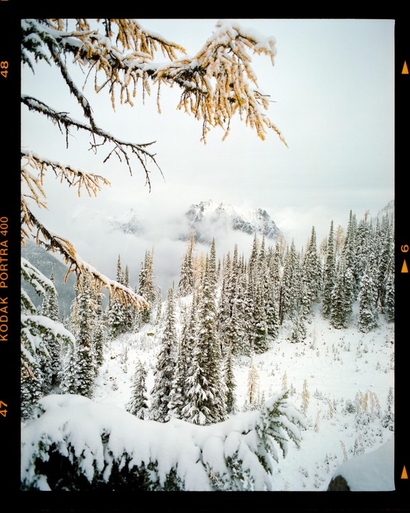 A snow-covered forest with mountains in the background is framed by a branch with golden foliage.
