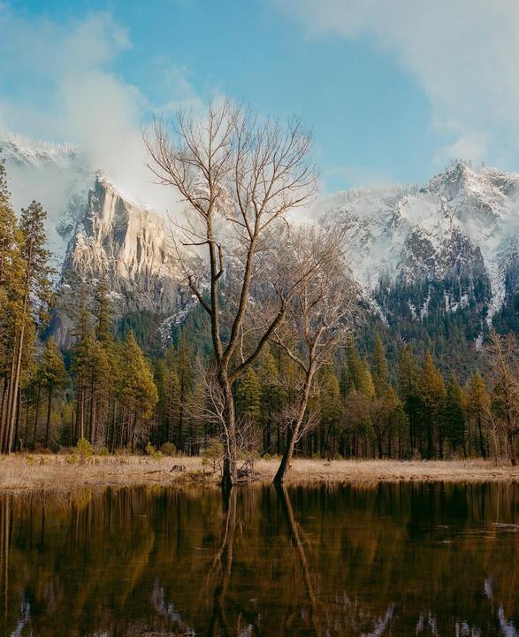 Two bare trees stand by a reflective lake with a forest and snow-capped mountains in the background.