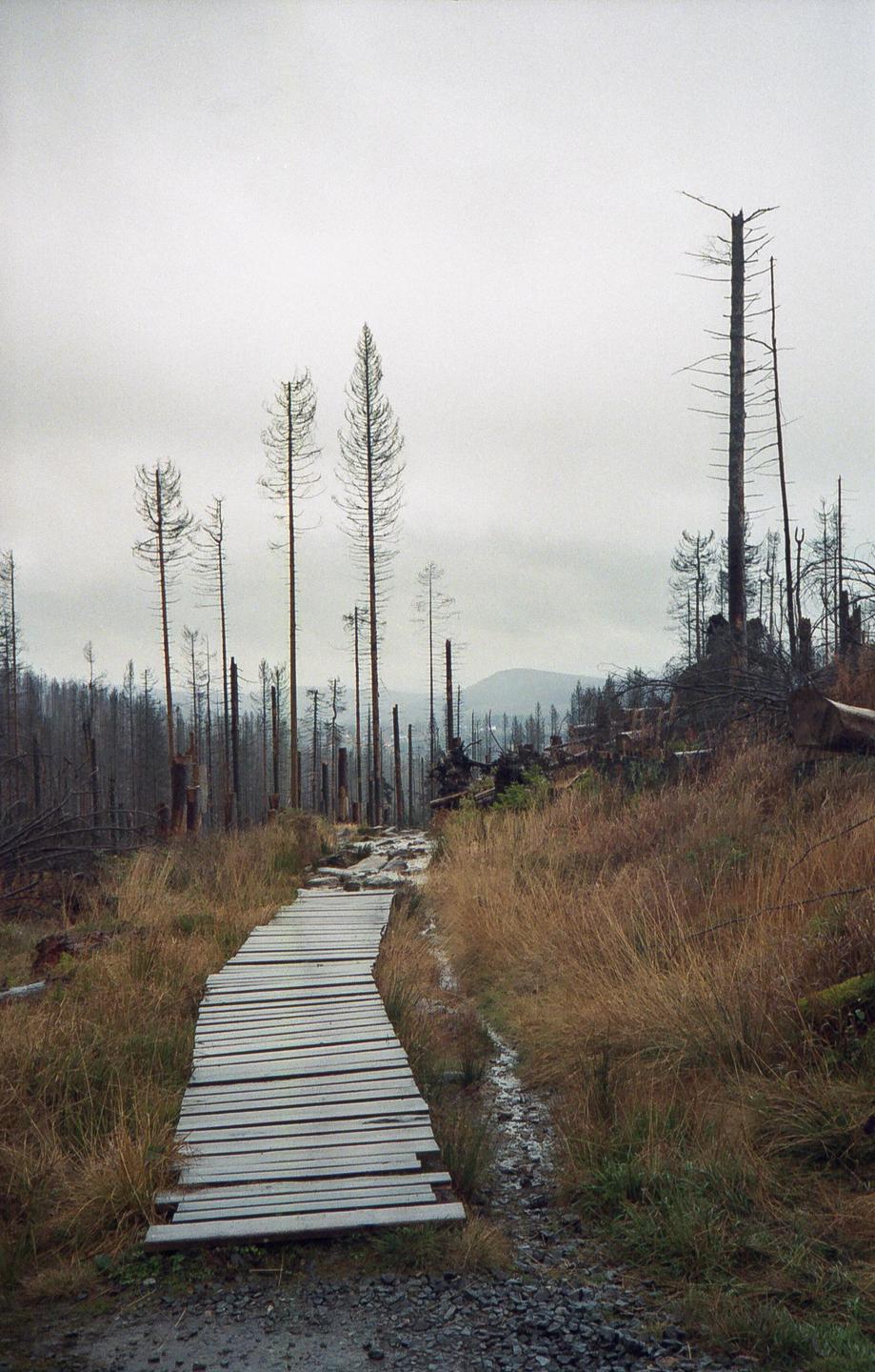 A wooden boardwalk leads through a forest of dead trees under a cloudy sky.