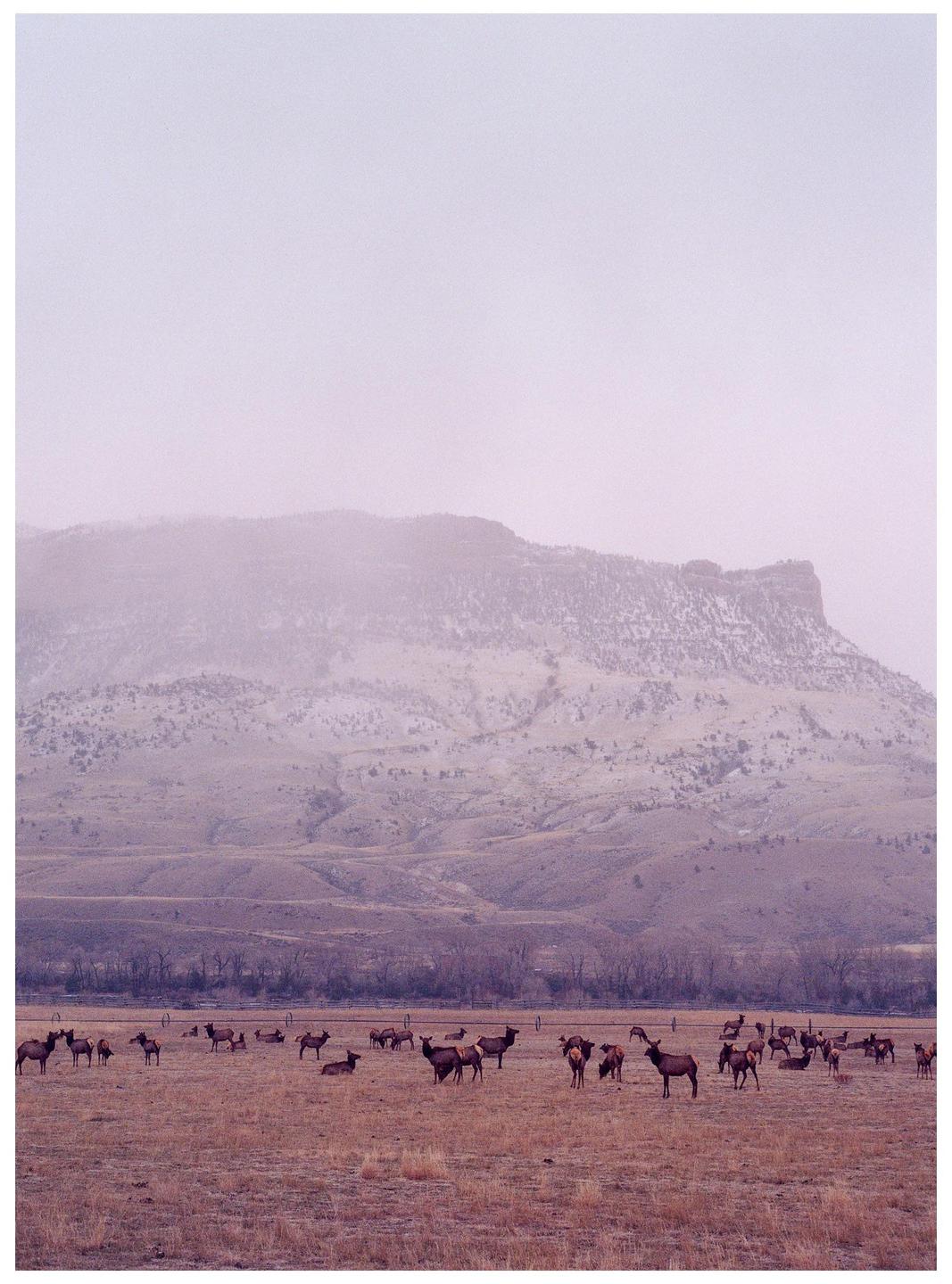 A herd of elk graze in a field with a snow-dusted mountain in the background.