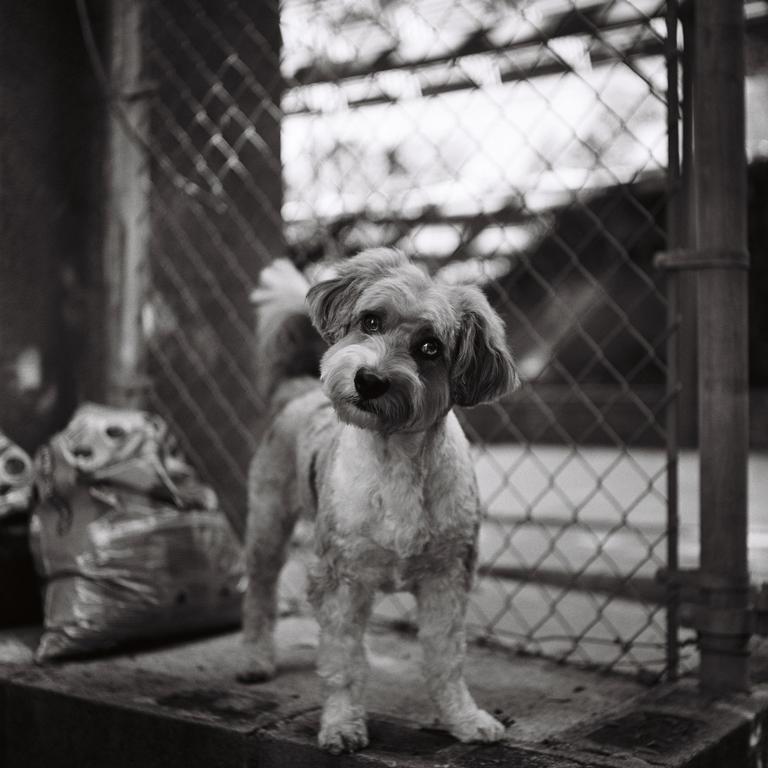 A small dog with a fluffy tail stands on a ledge next to a chain-link fence.