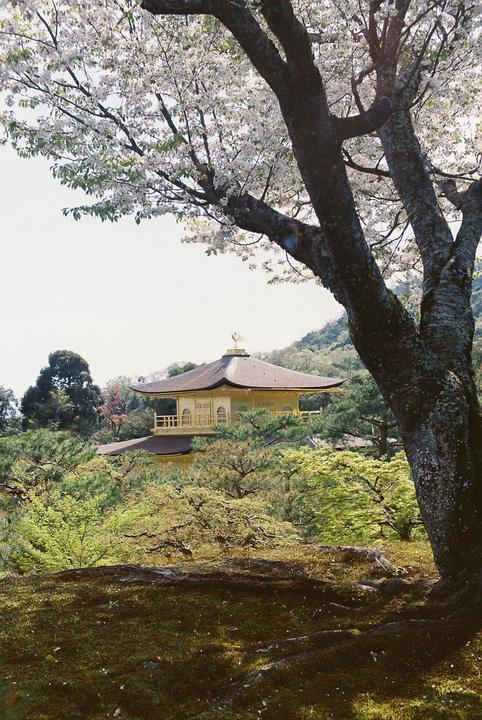 A golden temple is visible through the branches of a blossoming tree.
