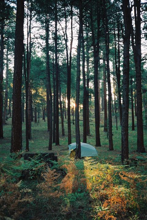 A tent is pitched among tall pine trees in a forest with sunlight filtering through the canopy.