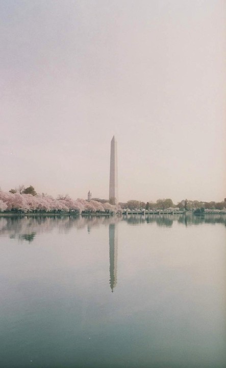 The Washington Monument is reflected in the Tidal Basin, surrounded by cherry blossoms.