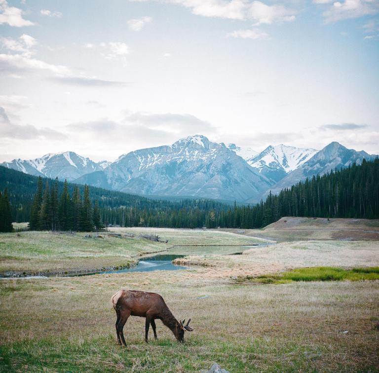 A deer grazes in a grassy field with a winding stream, evergreen forest, and snow-capped mountains in the background.