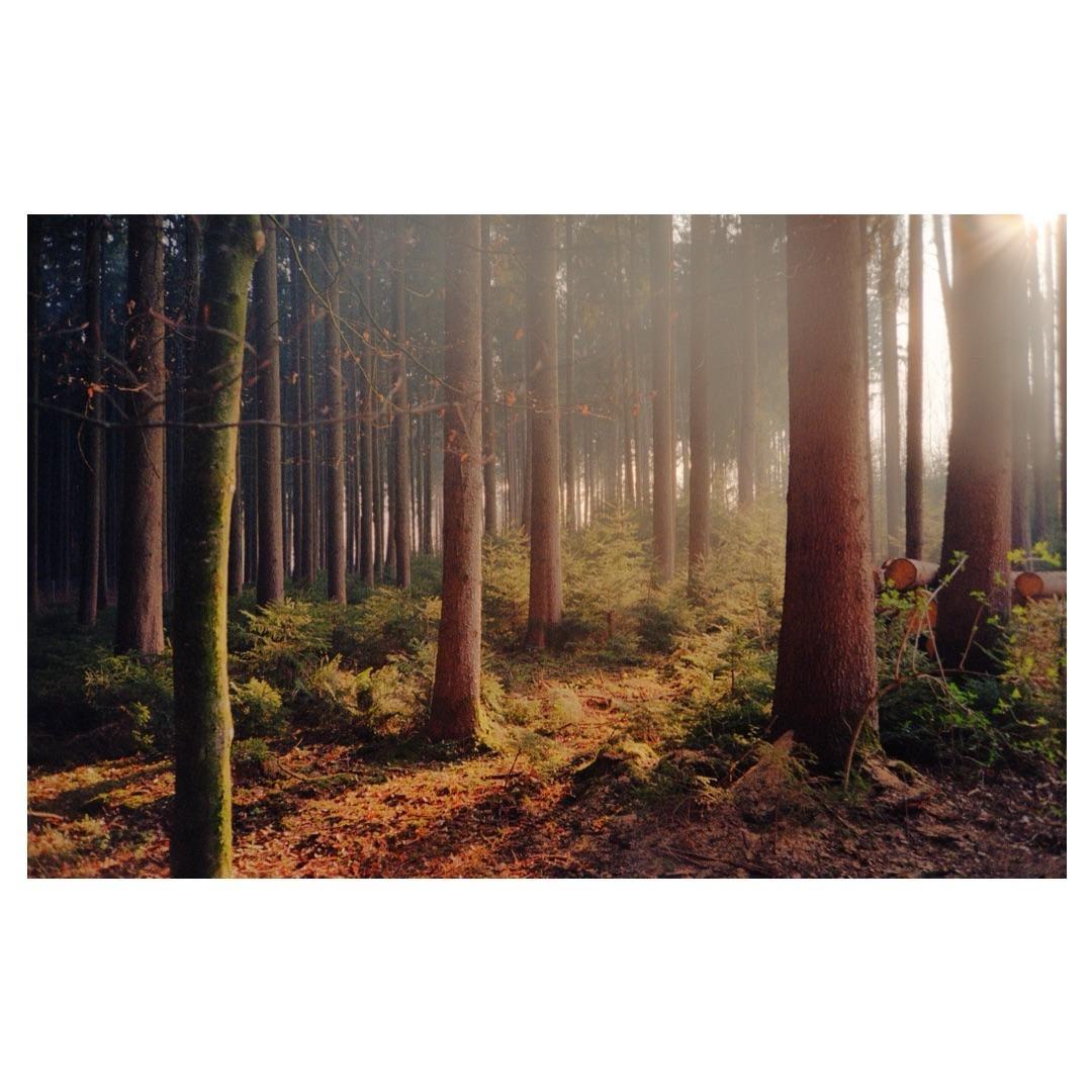 Sunlight streams through a hazy forest with tall trees and green undergrowth.
