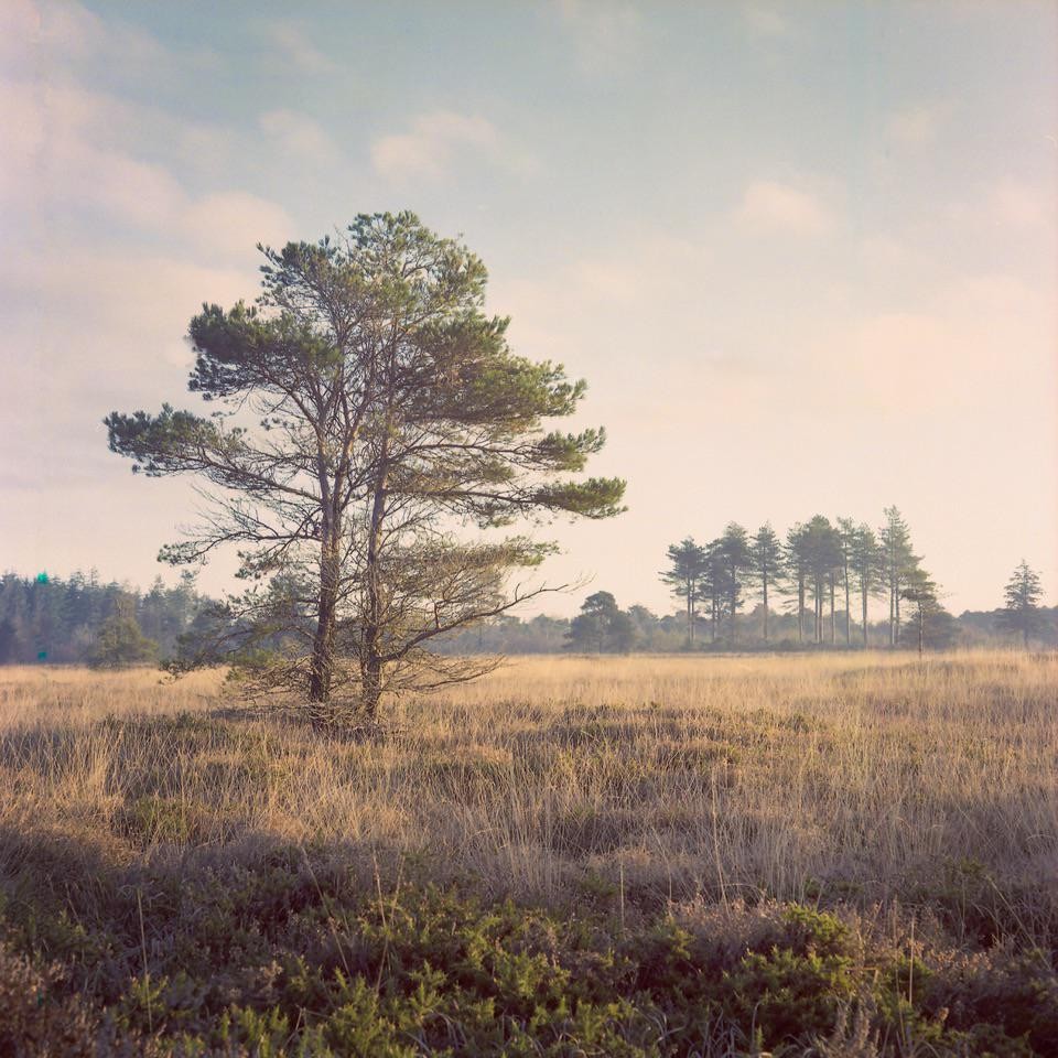 A lone pine tree stands in a field of tall, dry grass under a hazy sky.