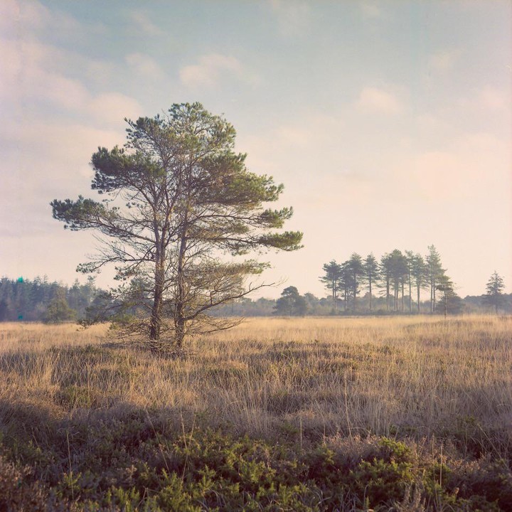 A lone pine tree stands in a field of tall, dry grass under a hazy sky.