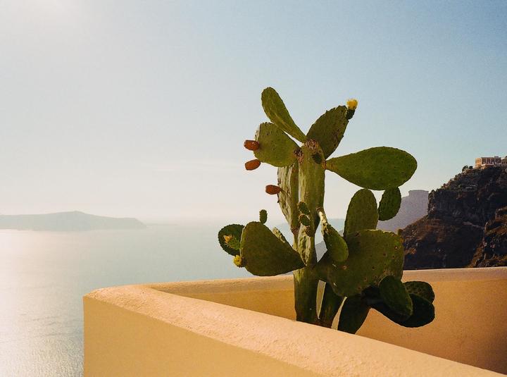 A prickly pear cactus with fruit and flowers grows in a planter overlooking a body of water and distant land.