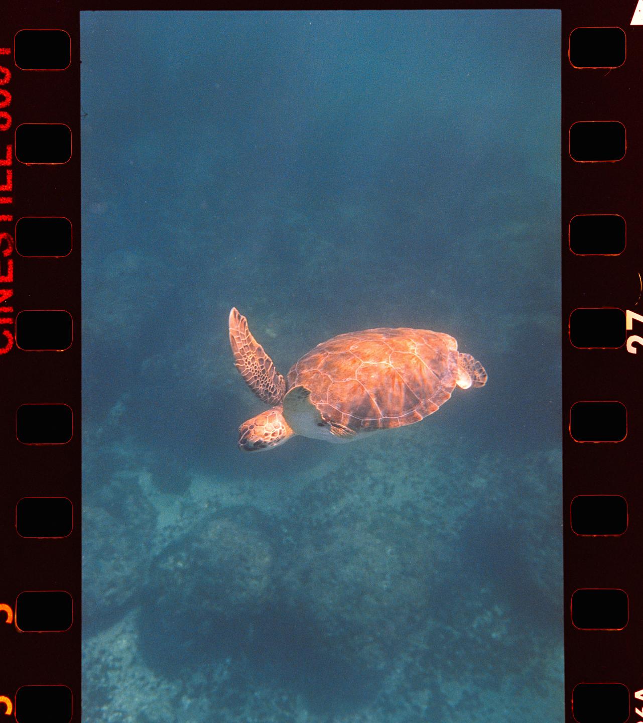 A green sea turtle swims underwater in blue water.