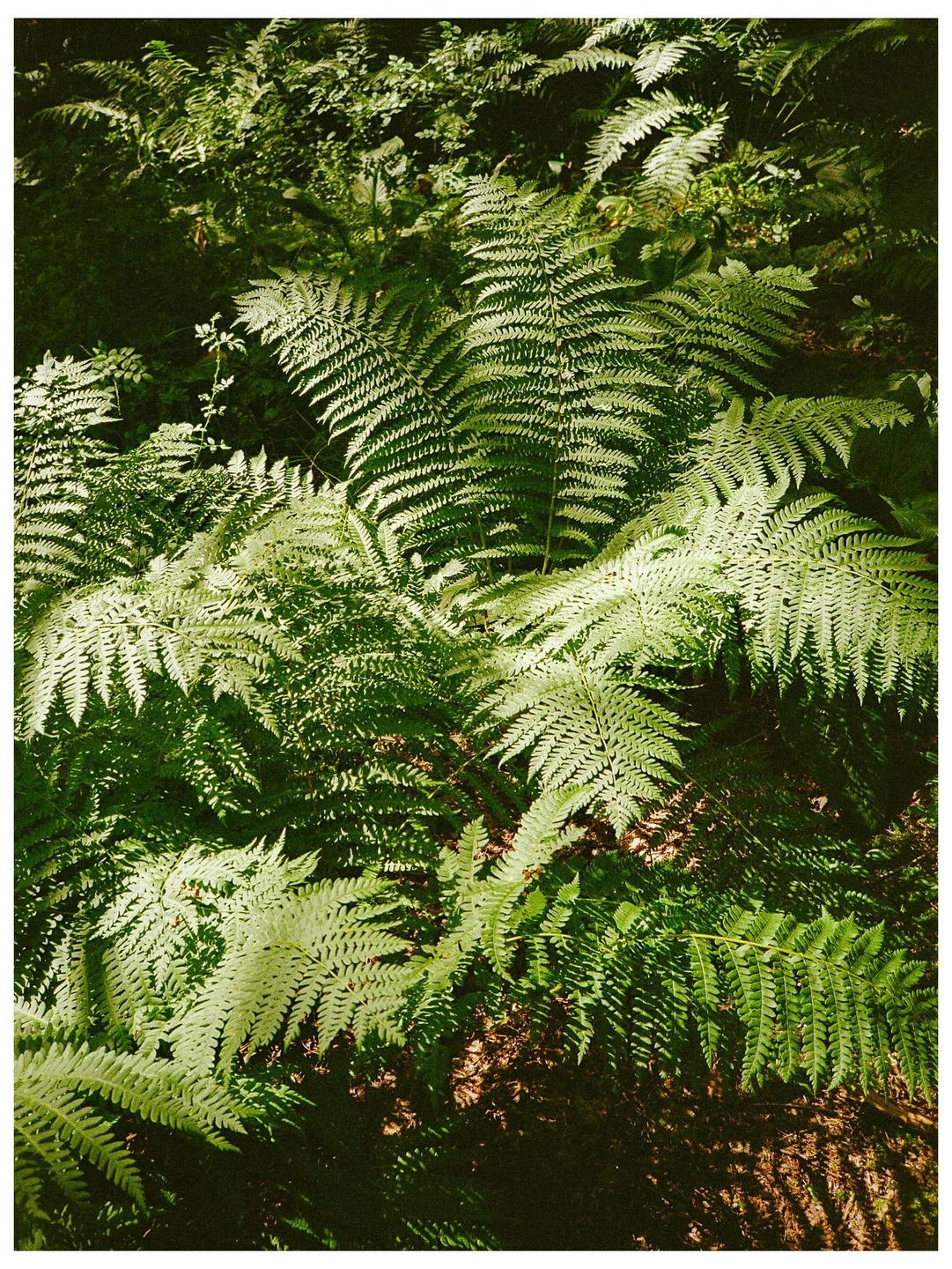 Sunlight illuminates a dense patch of ferns on a forest floor.