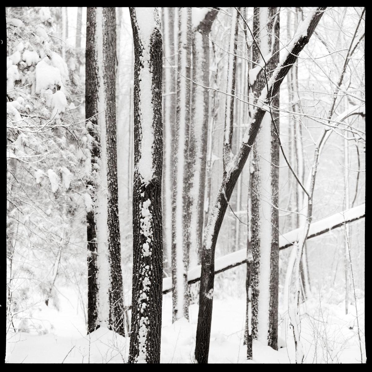 Snow covers the trunks and branches of trees in a forest.