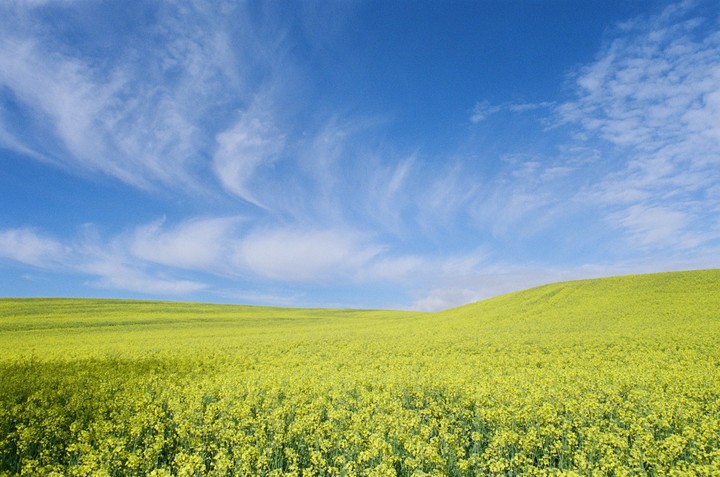 A vast field of yellow flowers stretches under a bright blue sky with wispy clouds.
