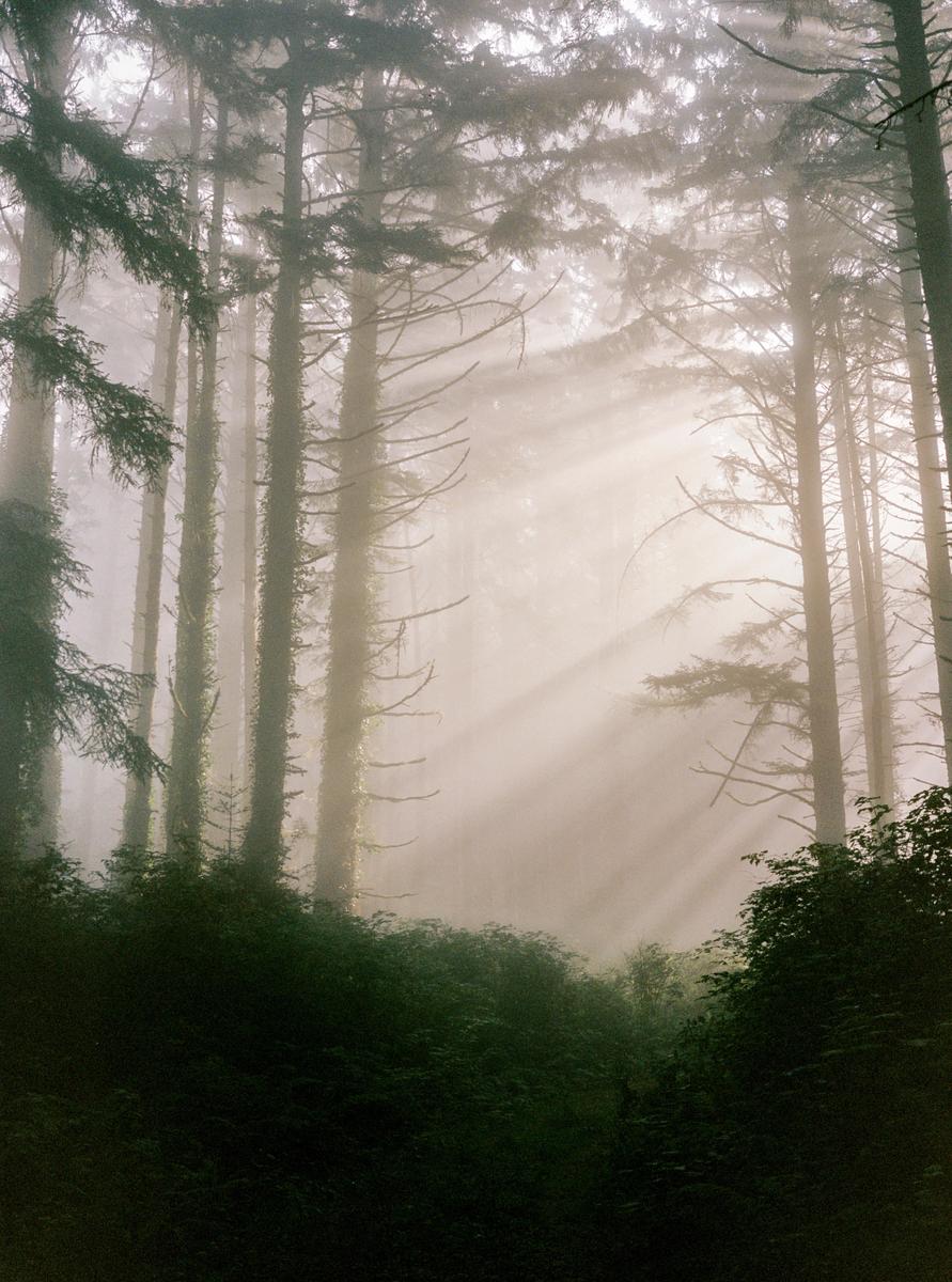 Sunlight streams through a foggy forest with tall trees and dense undergrowth.
