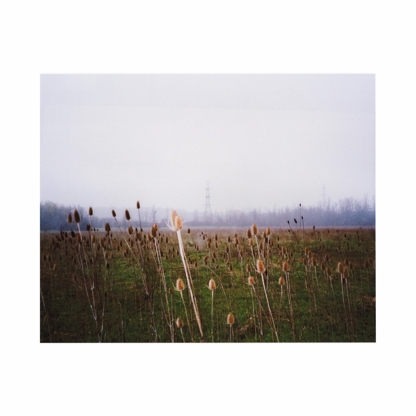 A field of dried teasel plants stands under a hazy sky with power lines in the distance.