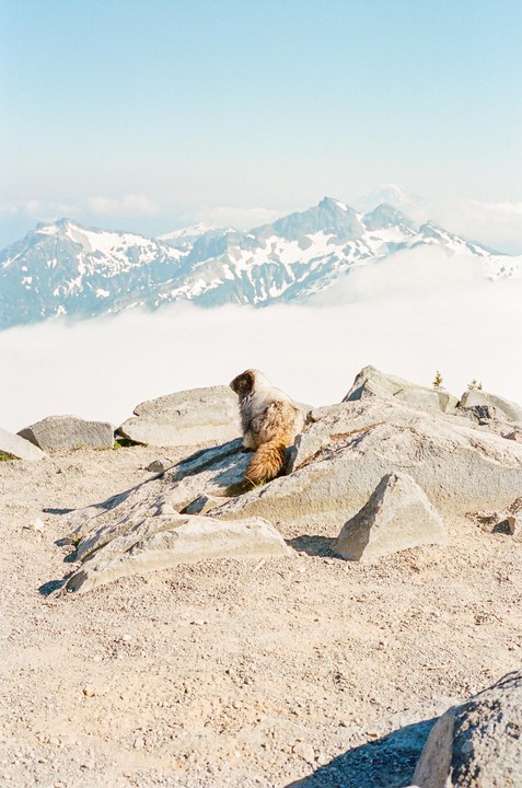 A marmot sits on a rocky mountain peak overlooking a valley filled with clouds and snow-capped mountains.